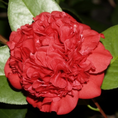 Professor Charles S. Sargent | American Camellia Society Professor Charles S. Sargent | American Camellia Society